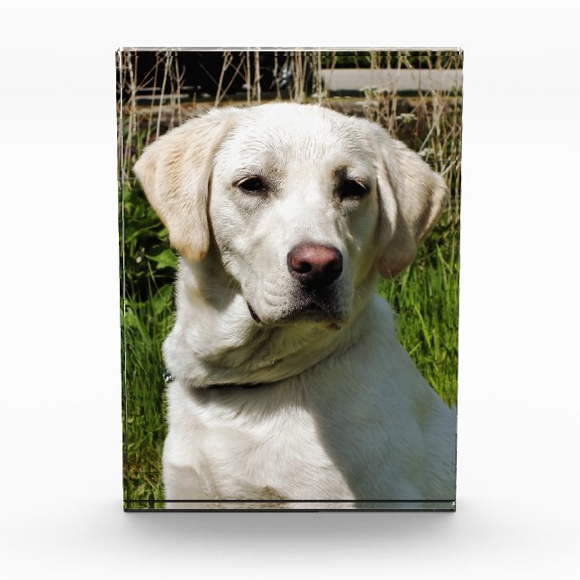 LABRADOR DOG AWARD (Front)
