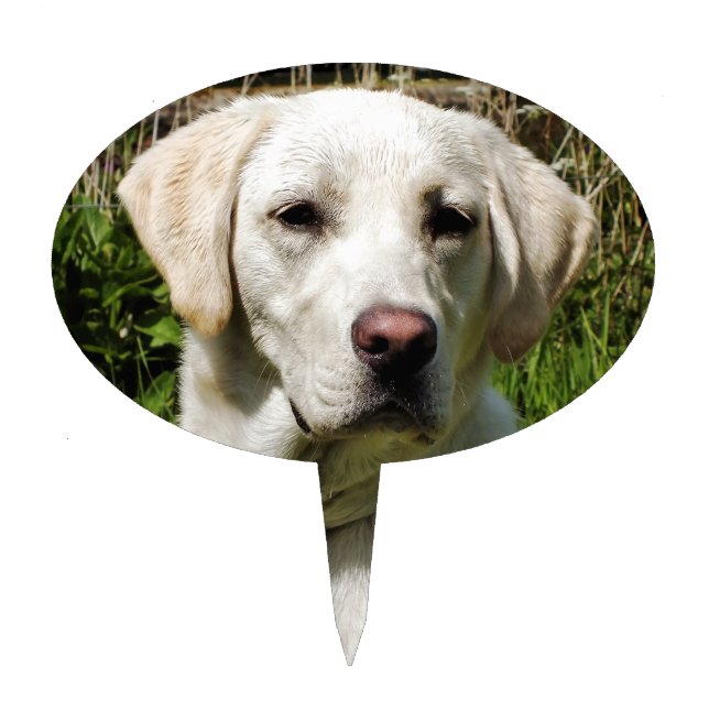 LABRADOR DOG CAKE TOPPER (Front)