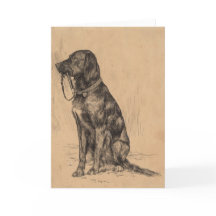 Labrador dog drawing