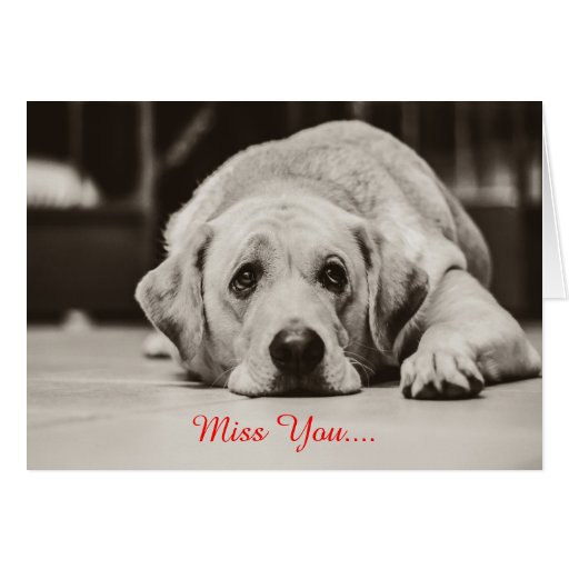 Labrador Dog Miss you Greeting Card | Zazzle