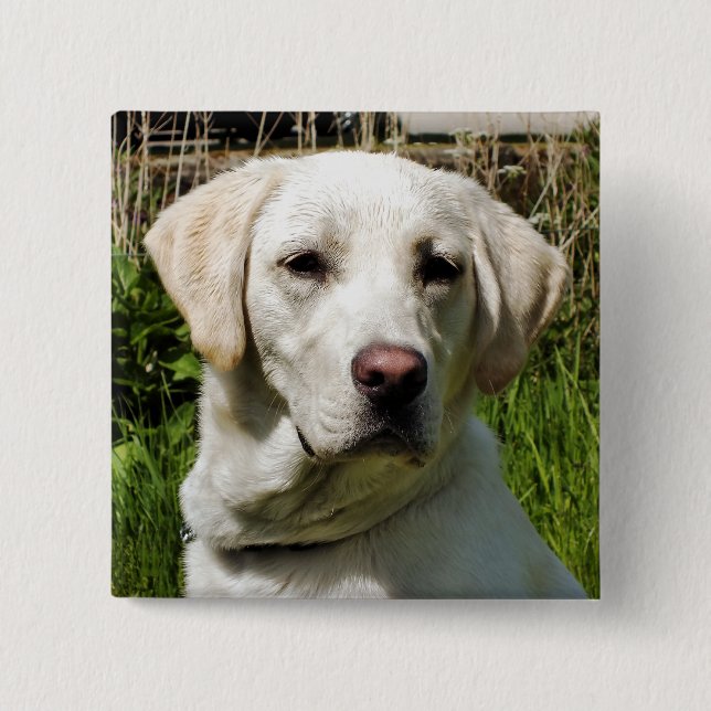 LABRADOR DOG PINBACK BUTTON (Front)