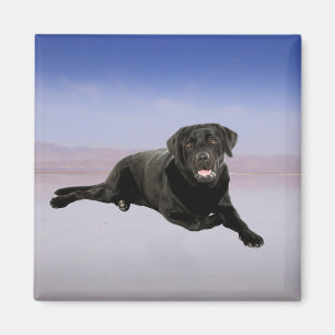 Labrador Dog Sitting on Beach Magnet