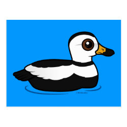 Labrador Duck (swim) Postcard