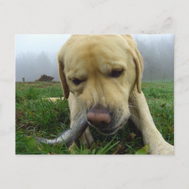 Labrador eating fish - goofy Postcard (Front)