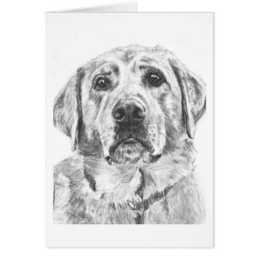 Labrador Face Drawing Cards (Front)