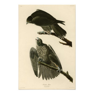 Labrador Falcon from Audubon's Birds of America Photo Print