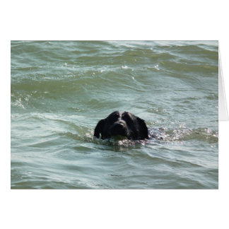 Labrador in the Swim Cards