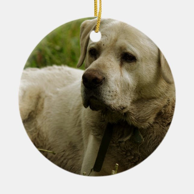 Labrador Photo Ceramic Ornament (Front)