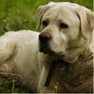 Labrador Photo Cutout