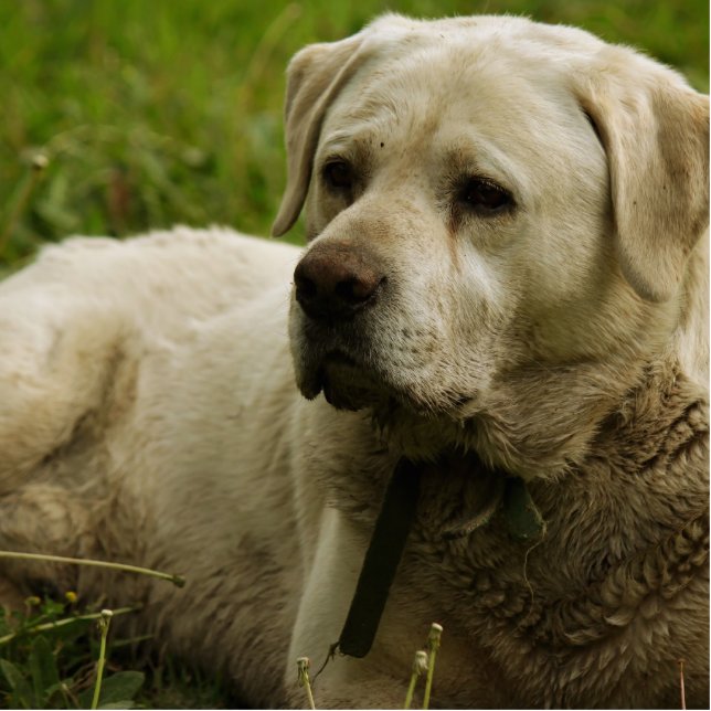 Labrador Photo Cutout (Front)