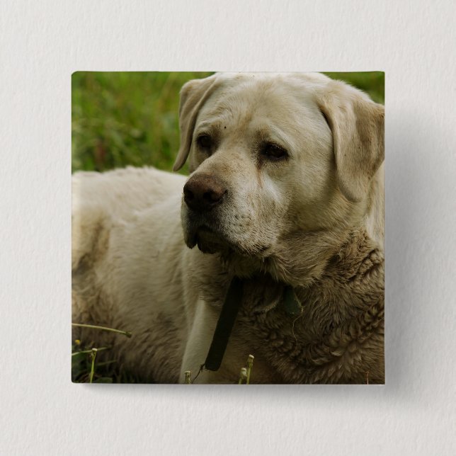 Labrador Photo Pinback Button (Front)