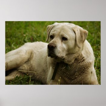 Labrador Photo Poster by Amazing_Posters at Zazzle