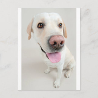 labrador postcard