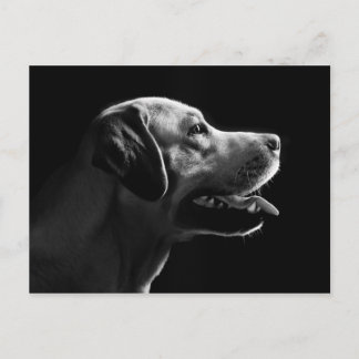 labrador postcard