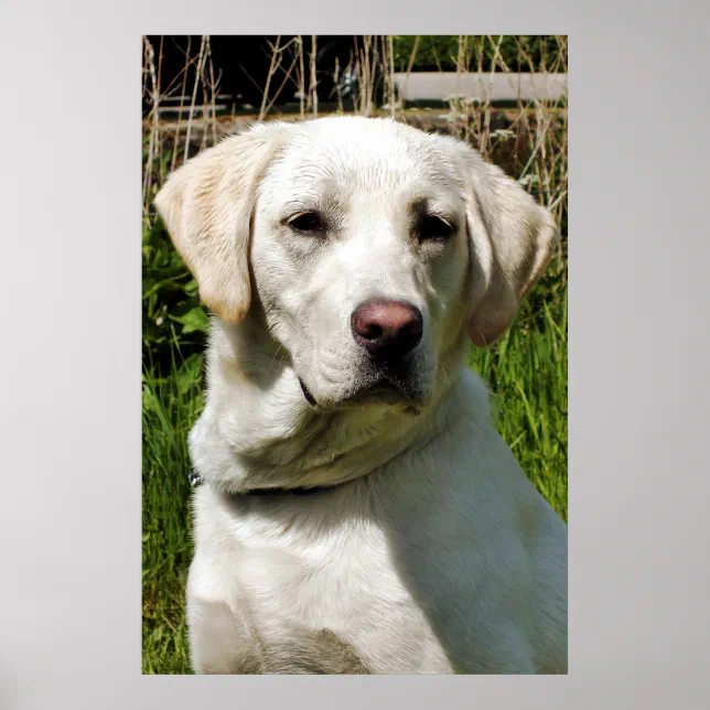 LABRADOR POSTER | Zazzle
