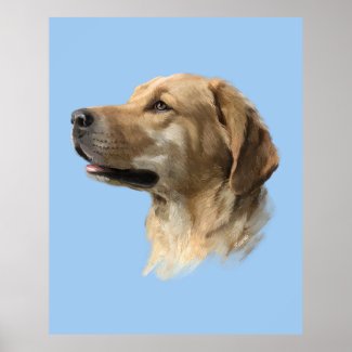 Labrador