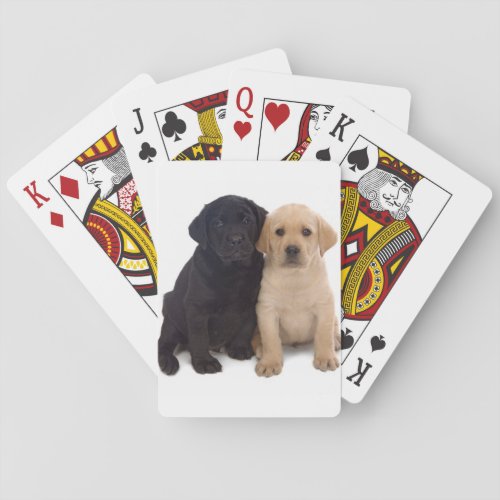 labrador puppies playing cards