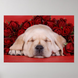 Labrador puppy and roses poster