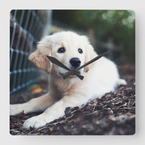 Labrador Puppy Playing In The Garden Square Wall Clock