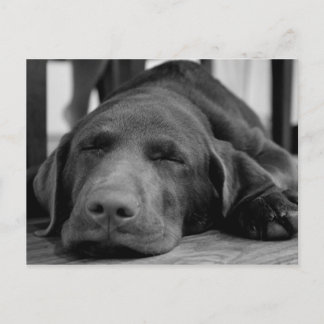 Labrador Puppy Postcard