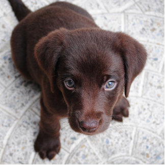 Labrador Puppy Sculpture