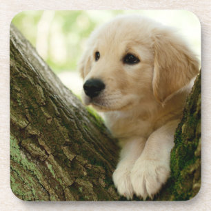 Labrador Puppy Sitting In A Woodland Setting Beverage Coaster