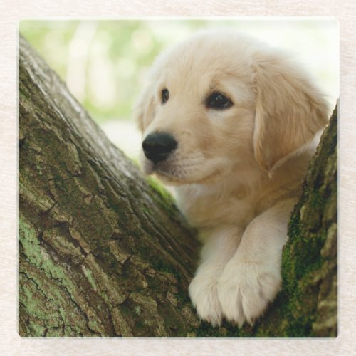 Labrador Puppy Sitting In A Woodland Setting Glass Coaster