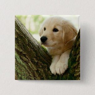Labrador Puppy Sitting In A Woodland Setting Pinback Button