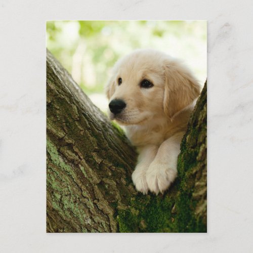 Labrador Puppy Sitting In A Woodland Setting Postcard