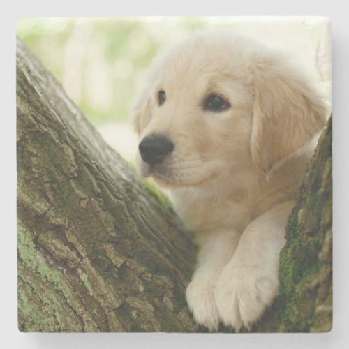 Labrador Puppy Sitting In A Woodland Setting Stone Coaster