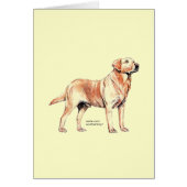 Labrador Retriever (Front)