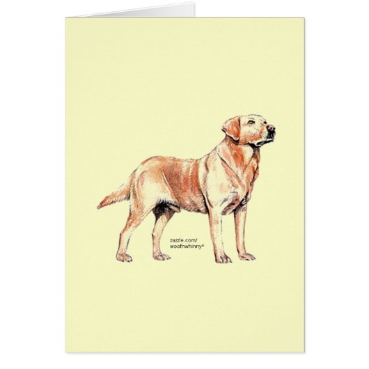 Labrador Retriever (Front)