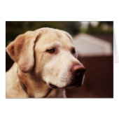 Labrador Retriever (Front Horizontal)