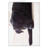 labrador retriever (Front)