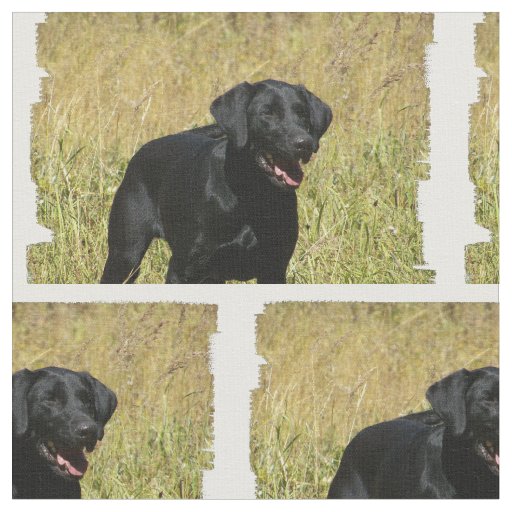 labrador-retriever-25.jpg fabric