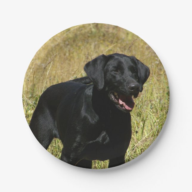 labrador-retriever-25.jpg paper plates (Front)