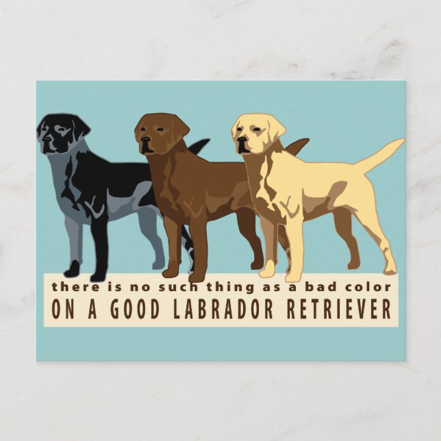 Labrador Retriever 3 colors Postcard (Front)