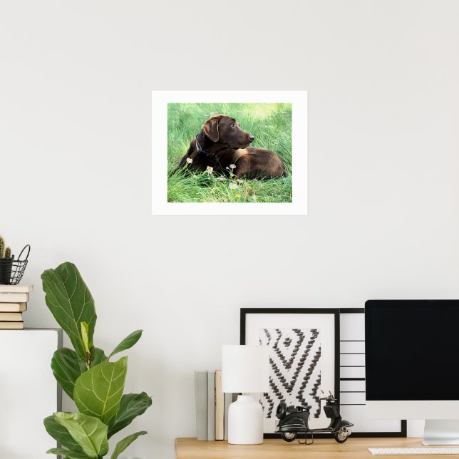 Labrador Retriever And Purple Flowers Poster (Home Office)