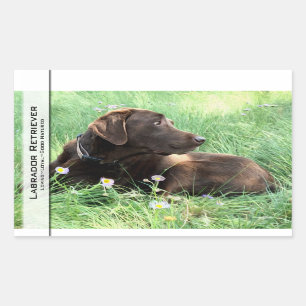 Labrador Retriever And Purple Flowers Rectangular Sticker