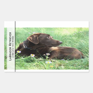 Labrador Retriever And Purple Flowers Rectangular Sticker