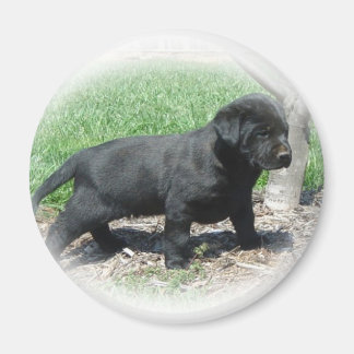 Labrador Retriever Apparel And Items Magnet