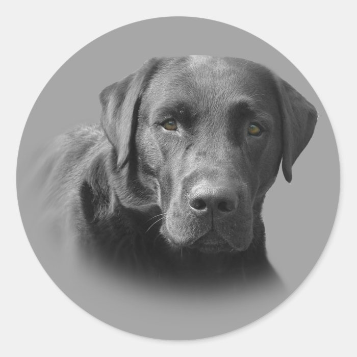 Labrador Retriever Awesome Sticker