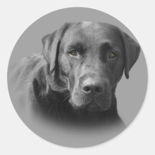 Labrador Retriever Awesome Sticker