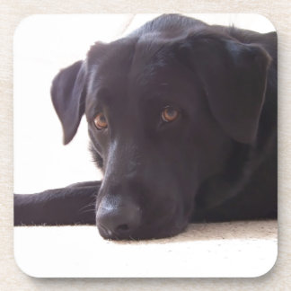 labrador retriever beverage coaster