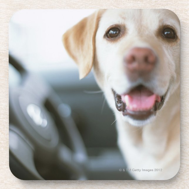 Labrador Retriever Beverage Coaster (Front)