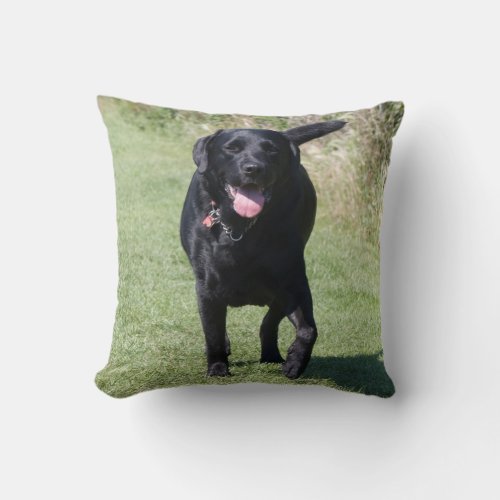 Labrador Retriever black dog beautiful cushion