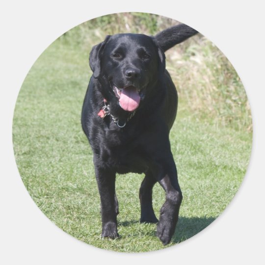 Labrador Retriever black dog, beautiful photo Classic Round Sticker