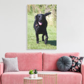Labrador Retriever black dog beautiful photo print (Insitu(LivingRoom))