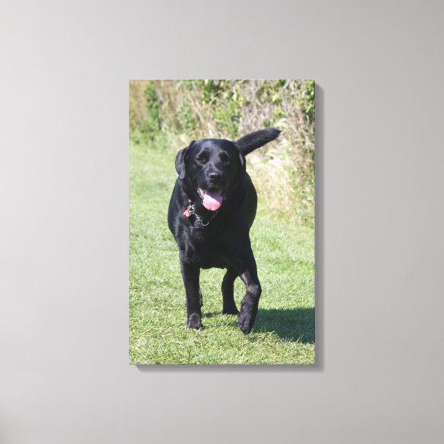 Labrador Retriever black dog beautiful photo print (Front)