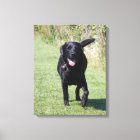 Labrador Retriever black dog beautiful photo print